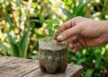 O método da garrafa PET está conquistando quem quer multiplicar plantas de forma simples e econômica