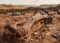 Dinossauro de 115 milhões de anos encontrado no Maranhão revela como surgiram os maiores animais terrestres da história