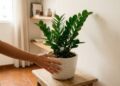 A nova queridinha dos apartamentos pequenos: a planta que está fazendo muita gente trocar a espada-de-são-jorge