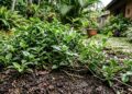 Nem toda planta bonita é inofensiva: estas plantas invasoras podem dominar seu jardim em poucos meses