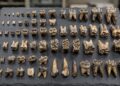 Após a extinção dos dinossauros, os mamíferos fizeram algo inesperado: seus dentes ficaram maiores antes de ficarem afiados