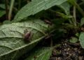 Nem sempre o problema está nos animais: a planta do jardim que pode ajudar a criar esconderijos para carrapatos