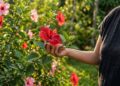 A planta que deixa qualquer jardim mais bonito: como cultivar hibisco e conseguir muitas flores no verão