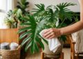 Ela cresce rápido, chama atenção pelas folhas e virou uma das plantas mais desejadas para ambientes internos
