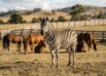 A zebra tinha tudo para ser um cavalo selvagem domesticado, mas um fator mudou completamente essa história