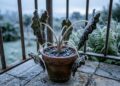 3 erros que detonam suas plantas no frio e podem acabar com o jardim em poucos dias