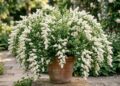 Parece uma chuva de flores, mas é uma planta resistente: o arbusto que está conquistando jardins pelo mundo