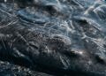 As baleias realmente têm pelos? A ciência explica uma característica pouco conhecida dos maiores mamíferos do planeta