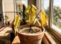 Nem toda planta é ideal para ambientes internos: Conheça as espécies que sofrem longe do sol e podem perder o vigor