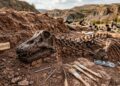 Durante décadas, esse fóssil foi confundido com outro dinossauro e agora a ciência descobriu a verdade
