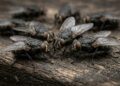 Como algumas moscas ajudaram a resolver um homicídio há mais de 700 anos e mudaram a história da ciência forense