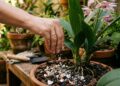 O adubo caseiro que pode fazer orquídeas terrestres e plantas de flor explodirem em flores