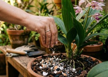 O adubo caseiro que pode fazer orquídeas terrestres e plantas de flor explodirem em flores