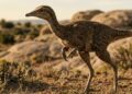 Este dinossauro parecia ter braços "inúteis", mas escondia uma habilidade que surpreendeu os cientistas