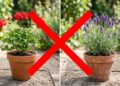 Nem gerânios nem lavanda: a planta resistente que cobre o jardim de flores azuis mesmo sob sol forte
