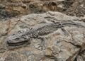 Uma criatura gigante escondida nas rochas por 3,5 milhões de anos revela segredos do Japão pré-histórico