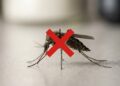 Adeus mosquitos: a solução caseira que está conquistando quem quer proteger a casa sem gastar muito