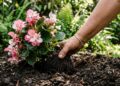 Estas plantas de baixo potencial alergênico deixam o jardim mais bonito sem espalhar grandes quantidades de pólen pelo ar