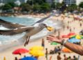 Cientistas descobrem que as gaivotas não roubam comida por acaso: elas observam humanos antes de agir
