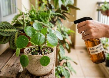 Adubo caseiro: aprenda como preparar uma mistura simples que melhora a fertilidade do solo e o crescimento das plantas