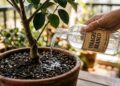 Vinagre branco no limoeiro: veja como usar corretamente e quais benefícios pode trazer para a planta