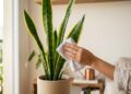 A planta da proteção pode durar mais de 20 anos se receber este cuidado simples