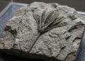 Fóssil de 450 milhões de anos estava esquecido em um museu e revelou um segredo raro dos oceanos