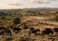 O projeto de rewilding em Portugal mostra como cavalos e bovinos ajudam a prevenir grandes incêndios de forma natural