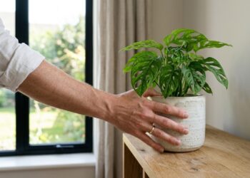 6 plantas para sombra que transformam qualquer cantinho da casa em um jardim elegante, verde e cheio de vida