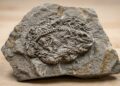 Vômito fossilizado de 294 milhões de anos revela o “último banquete” de um predador gigante da pré-história