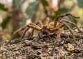 A aranha que desafia a lógica da natureza: pequena, ágil e capaz de atingir 13 km/h em poucos segundos