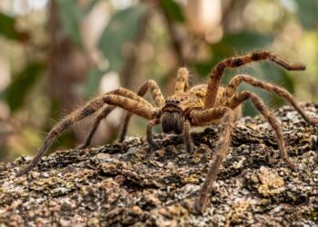 A aranha que desafia a lógica da natureza: pequena, ágil e capaz de atingir 13 km/h em poucos segundos