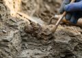Fezes fossilizadas de 300 milhões de anos revelam segredos surpreendentes sobre a vida dos animais pré-históricos