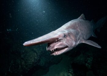 Tubarão-duende é filmado vivo pela primeira vez em águas profundas do Oceano Pacífico em registro inédito