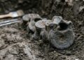 O fóssil que ficou perdido por décadas revelou um dos maiores predadores da história em detalhes inéditos