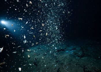 Cientistas descobrem uma fonte secreta de alimento nas profundezas do oceano que pode mudar o que sabemos sobre a vida marinha