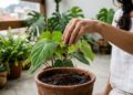 O ingrediente que você descarta todos os dias pode virar "ouro" para suas plantas