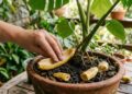 Como usar casca de banana nas plantas da maneira correta para fortalecer raízes, flores e frutos naturalmente