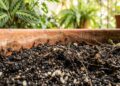 Formigas no vaso? O problema pode não ser a planta, mas algo escondido nela