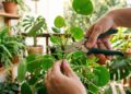 O segredo dos jardineiros: o lugar exato onde cortar para transformar uma planta fraca em uma planta exuberante