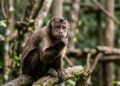 Macacos conseguem contar? A resposta surpreendente revela um segredo antigo do cérebro
