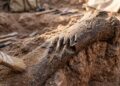 Marcas de mordida em milhares de fósseis revelam que o Tyrannosaurus rex se alimentava de dinossauros bico-de-pato há milhões de anos