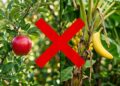 Nem maçã nem banana: as frutas brasileiras quase esquecidas que escondem uma explosão de benefícios para a saúde