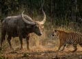 Nem o tigre domina sozinho: conheça os gigantes da Ásia que podem colocar o maior felino do mundo em grande perigo