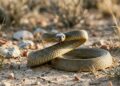 As 5 cobras mais perigosas do mundo: algumas possuem venenos capazes de matar em poucos minutos