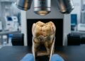 Esmalte dos dentes revela a verdadeira origem de africanos escravizados enterrados há quase 200 anos em Santa Helena