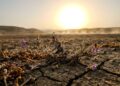 Estudo revela quando plantas deixarão de sobreviver na Terra e toda a cadeia da vida poderá entrar em colapso