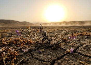 Estudo revela quando plantas deixarão de sobreviver na Terra e toda a cadeia da vida poderá entrar em colapso