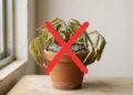 Adeus plantas perdidas: as espécies “quase indestrutíveis” que qualquer pessoa consegue cultivar em casa