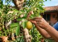 Esqueça a fama da laranja: a árvore que produz uma fruta ainda mais rica em vitamina C e cresce com facilidade